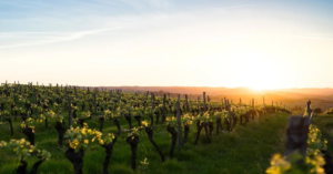 Matrimonio in vigna: come creare un matrimonio indimenticabile tra i filari della Valpolicella